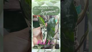 Part 2  je bouture mon syngonium Albo variegata plantlover plants syngonium bouture plant [upl. by Tressa428]