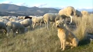 quotdesde Antaño hasta Hogañoquot LOS PASTORES DE NUESTRA SIERRA [upl. by Massie]