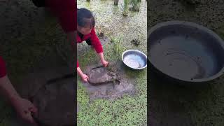 Outdoor eel fishing in paddy field rurallife fishinglife [upl. by Angi]