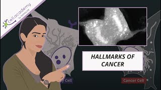 The hallmarks of cancer simply explained [upl. by Vincenz46]