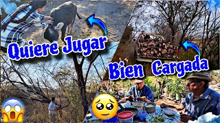 NOS FUIMOS POR LEÑA🤠 AL SERCO⛰️PARA LAS TORTIAS🤤SIN QUERER ENCONTRAMOS😱ALAS PRECIOSAS🐂PERDIDAS😂👌 [upl. by Gwenny]