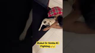 Mukul Or Simba Ki Fighting😅 sonadey mukulsona shorts mukulgain comedy youtubeshorts [upl. by Anelrahc]