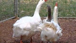 2 Geese Breeding at Saynora Farms [upl. by Leblanc799]