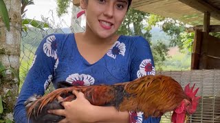 Me compré este gallo reproductor para mis gallinas  Saida ZC  💚 [upl. by Roshelle]