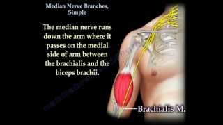 Median Nerve Branches Simple  Everything You Need To Know  Dr Nabil Ebraheim [upl. by Bloem407]