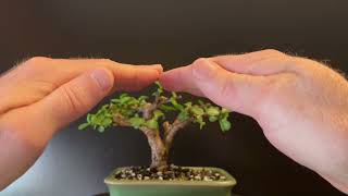 Pruning My quotRoot Beer Barrelquot Bonsai Portulacaria Afra [upl. by Claude485]