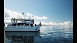 Dolphin Watch Cruises Huskisson Jervis Bay [upl. by Tanaka]