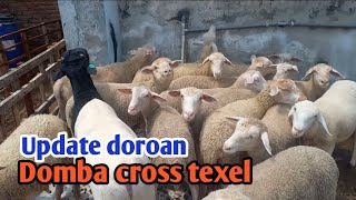 Update domba cross texel [upl. by Allez]