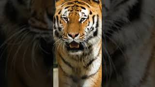 Tiger growling soundshorts video [upl. by Alroy]