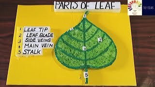 Parts Of The Leaf Model  Structure of a leaf  School Project for Students  The4Pillars [upl. by Nabois]