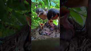 American Robin Dad Feeding Babies 🐣🪺 Parental Teamwork🧡 [upl. by Irra723]