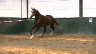 wwwsporthorsesonlinecom 2009 Johnson stallion SOLD [upl. by Eardnaed728]