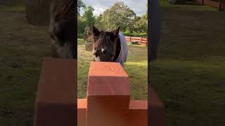 Horses neighing in the farm of Bandoora farm in Melbourne victoria [upl. by Ecitnerp]