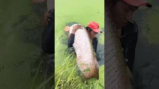 fishing fisherman fishermanlife carpfishing fishermanslife fishingtips fishermansbassfishing [upl. by Enilekcaj898]