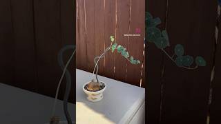 I made trellis trellis plants houseplants art  handmade pottery oxalis stephaniaerecta [upl. by Cece757]