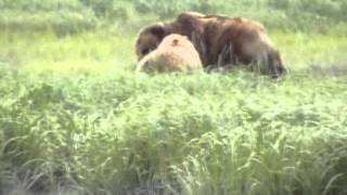 KATMAI BROWN BEAR FIGHTS FOR HER CUBS [upl. by Winter572]