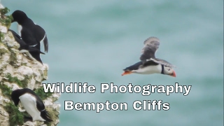 Gannets and Puffins Bempton Cliffs [upl. by Mook553]