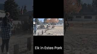 Elk In Estes Park Colorado [upl. by Einafets]