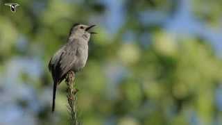 Gray Catbird singing [upl. by Eniac678]