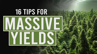 16 tips for Bigger Cannabis Yields [upl. by Parthena]