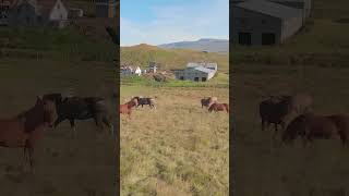 Iceland Farm Life  🇮🇸 🐴 iceland horses [upl. by Keriann]