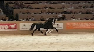 Maurits 437 Hengstenkeuring 2017 Faderpaard Friesian horse [upl. by Aivil]