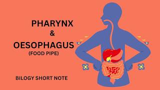 Oesophagus Digestionll Pharynx and Oesophagus physiology [upl. by Sara]