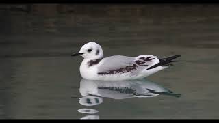 Blacklegged Kittiwake juvenile  Rissa tridactyla [upl. by Edgardo]