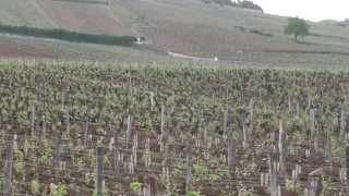 Domaine de la Romanee ContiDRCLa TâcheBurgundyburgundbourgogne [upl. by Lyons]