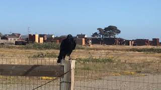 Talking and laughing Mendocino California crow [upl. by Esille687]