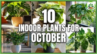 Top 10 Indoor Plants for October  Indoor Plants to grow in October  Plant and Planting [upl. by Spoor943]