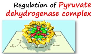 Regulation of pyruvate dehydrogenase complex [upl. by Llen715]