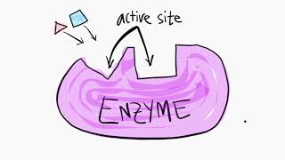 An Introduction to Enzymes [upl. by Kaja]