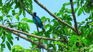 spangled cotinga Cotinga cayana Mitu Vaupes Mitu birding Amazonian birds [upl. by Ahsenet152]