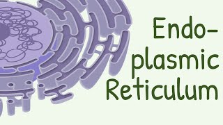 Endoplasmic Reticulum Structure amp Functions [upl. by Mahla148]