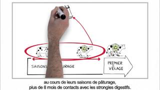 Parasitisme chez les bovins  Gestion raisonnée visàvis strongles digestifs version HD [upl. by Robison678]