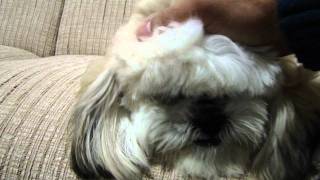 Gully the Lhasa Apso loves his baby [upl. by Feil]