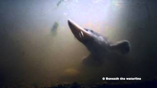 Atlantic Sturgeon Acipenser sturio Underwater UK [upl. by Luana692]