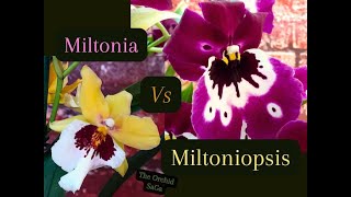 Miltonia Vs Miltoniopsis orchids The difference  care guide [upl. by Aryk]