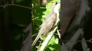 Yellowbilled cuckoo [upl. by Fanny]