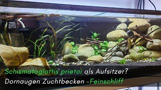 Schismatoglottits prietoi als Aufsitzer Feinschliff am Dornaugen Zuchtbecken aquaristik [upl. by Ciredec]