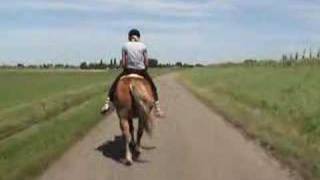 haflinger riding [upl. by Oliana]