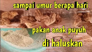 sampai umur berapa hari pakan puyuh di haluskan [upl. by Oneil86]