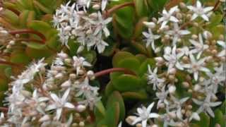 PLANTA DE JADE en FLOR Crassula ovata wwwriomoroscom [upl. by Lat]