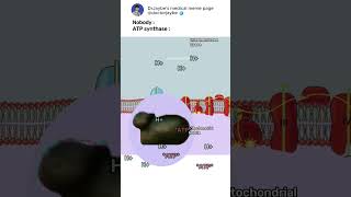 How ATP synthase works ATPsynthase electrontransportchain shorts medicalmemes [upl. by Edie]