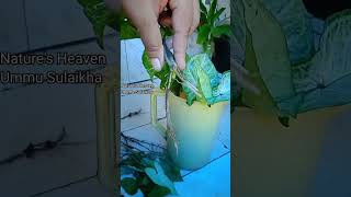 🤩 Syngonium podophyllum Best indoor plant for decoration pleasesubscribemychannel naturenew [upl. by Ymmaj]