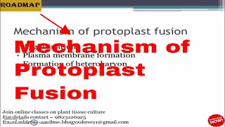 Mechanism of Protoplast fusion [upl. by Sapphire589]