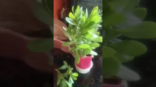 Klenia grandiflora plant propagation [upl. by Chally]