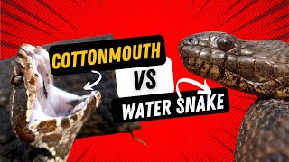 COTTONMOUTH or Harmless Water Snake Learn to Tell the Difference [upl. by Wilkins]