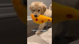 I am your doggy you listen to me 😏 puppy goldenretriever dogs puppies dogshorts dog [upl. by Irfan]